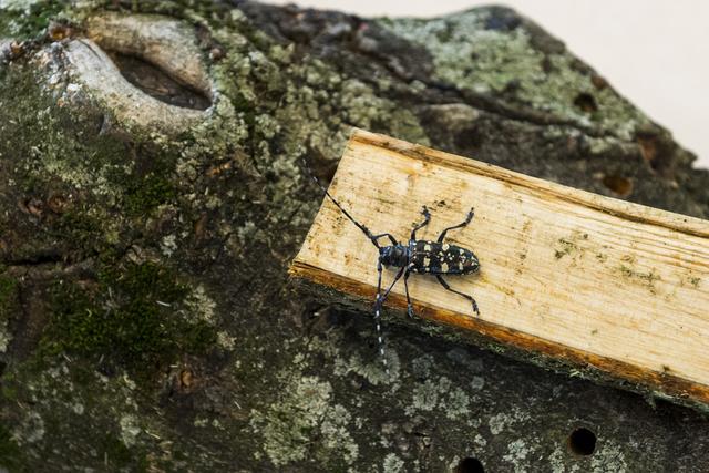 Un spécimen de capricorne asiatique. [Keystone - Jean-Christophe Bott]