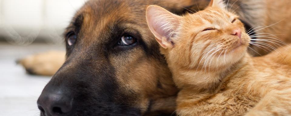 "Comme chien et chat". [Depositphotos - pyotr021]