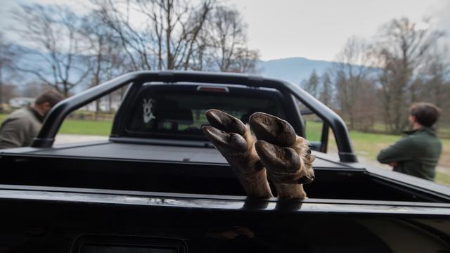 Deux chasseurs ramènent le corps d'un animal abattu au Tessin. [Keystone - Pablo Gianinazzi]