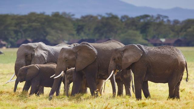 Des éléphants du parc national Amboseli, au Kenya. [keystone - DAI KUROKAWA]