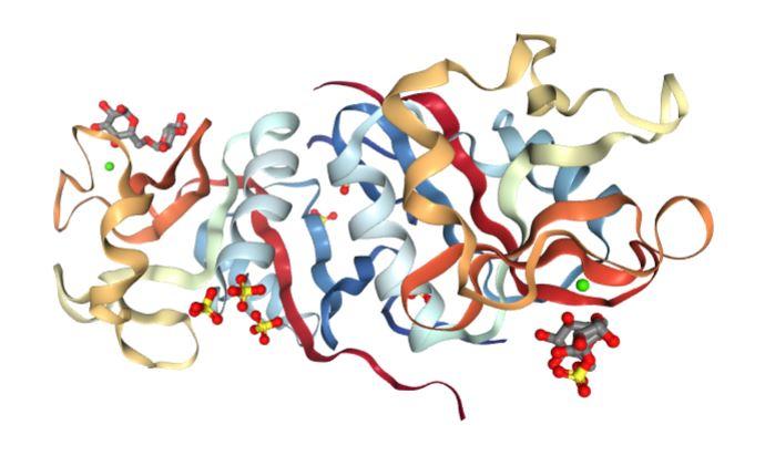 Une modélisation en 3D de la structure de la molécule SIGN-R1 (4C9FStructure of SIGN-R1 in complex with Sulfodextran). [RCSB PDB - NGL Viewer (AS Rose et al. (2018) NGL viewer: web-based molecular graphics for large complexes. Bioinformatics doi:10.1093/bioinformatics/bty419)]