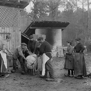 Des fermiers s'apprêtent à tuer un cochon, en France, en 1900. [AFP - Jacques Boyer]