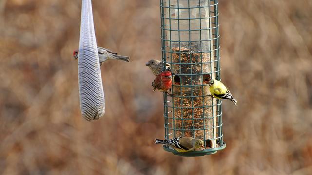 Des mangeoires à oiseaux. [Depositphotos - bandd]