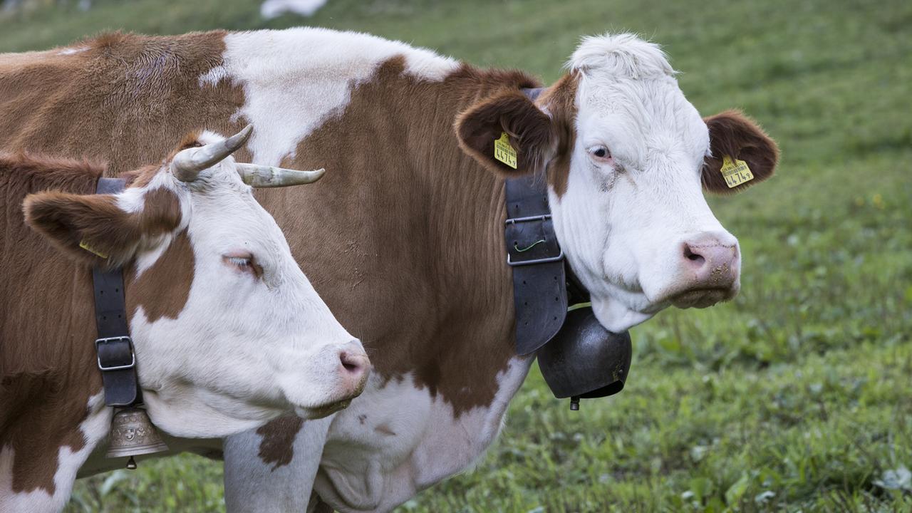 Les cloches de vaches suscitent le débat en Suisse. [Keystone - Dominic Steinmann]