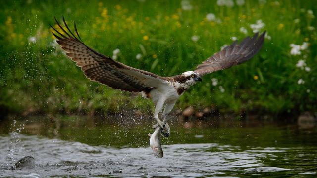 Un balbuzard en pleine pêche. [Depositphotos - OndrejProsicky]