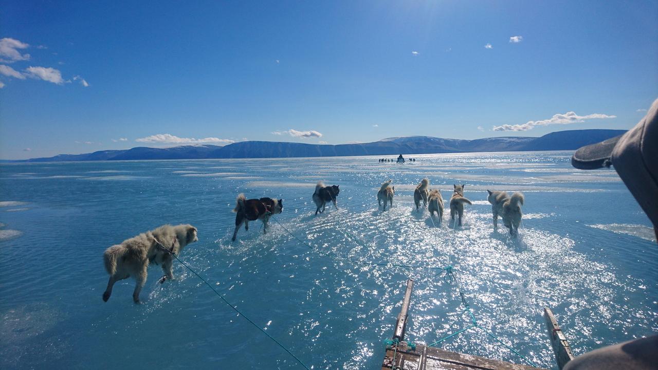 Des chiens tirent des traîneaux à travers de la glace fondante, lors d'une expédition sur la côte nord-ouest du Groenland, le 13 juin 2019. [Keystone/epa/Danmarks Meteorologiske Institut (DMI) - Steffen M. Olsen]