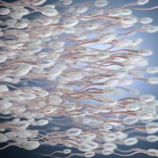 Représentation 3D de cellules de sperme. [AFP/Science Phot/CBR/Science Photo Library - Christoph Burgstedt]