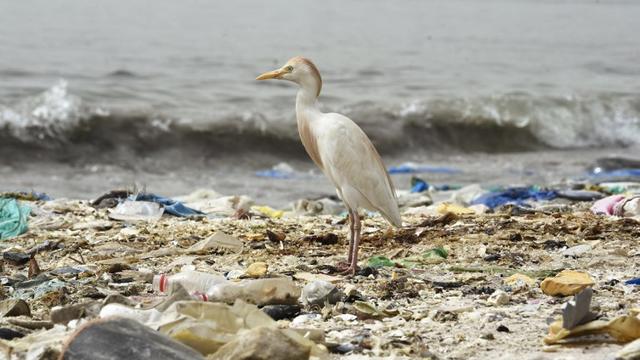 Le WWF tire la sonnette d'alarme sur la pollution plastique. [AFP - Seyllou]