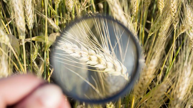 Le gluten est présent dans certaines céréales.
fodor
Depositphotos [Depositphotos - fodor]