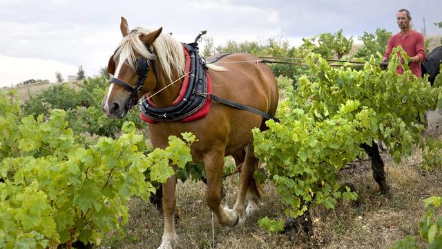 6h-9h le Samedi: Tous les goûts sont dans le vin nature. [AFP / Aurimages - Philippe Roy]