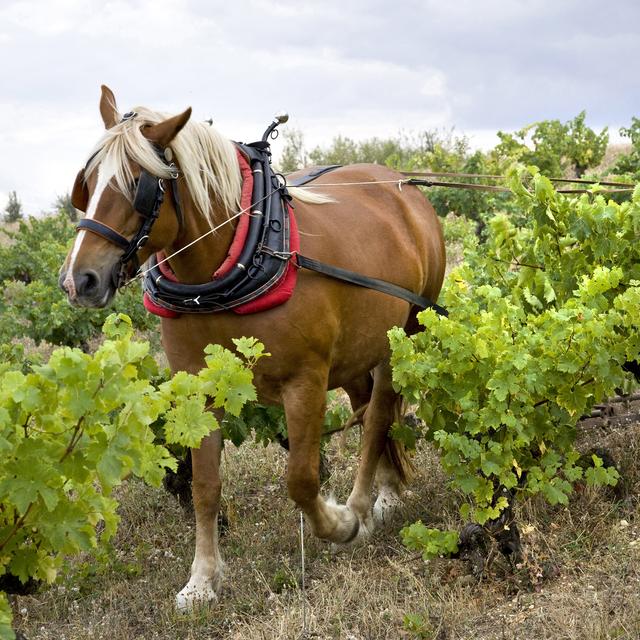 6h-9h le Samedi: Tous les goûts sont dans le vin nature. [AFP / Aurimages - Philippe Roy]