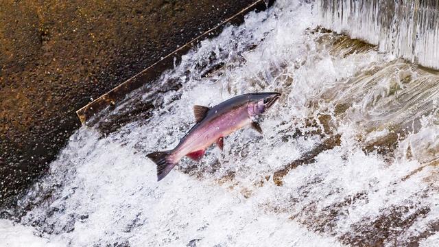 Poissons migrateurs, fatal barrages! (Ici un saumon). [depositphotos]