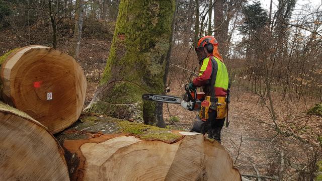 Les arbres subissent eux aussi les changements climatiques. [RTS - Etienne Kocher]