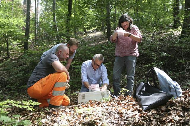 Le lieu où a été enterré le trésor, dans une forêt, n'a rien de particulier. [Archäologie Baselland]