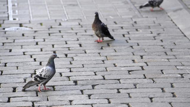 La Chaux-de-Fonds mène une campagne contre le nourrissage des pigeons. [Keystone - Anthony Anex]