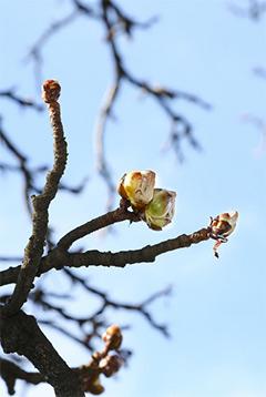 Chaque année, le premier bourgeon du marronnier officiel de la République – situé sur la Treille – annonce l'avènement du printemps. [Ville de Genève]