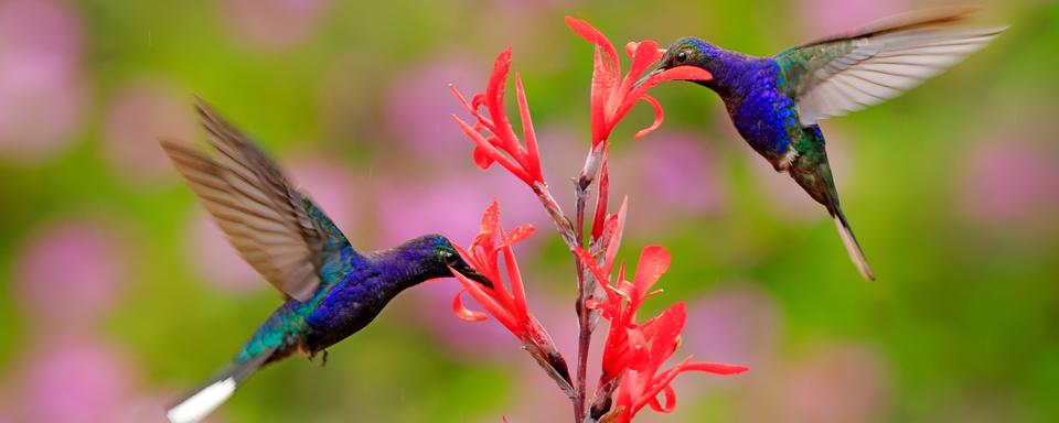 Les colibris se sont des agents pollinisateur de certaines fleurs.
OndrejProsicky
Depositphotos [Depositphotos - OndrejProsicky]