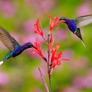 Les colibris se sont des agents pollinisateur de certaines fleurs.
OndrejProsicky
Depositphotos [Depositphotos - OndrejProsicky]