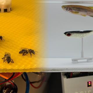 Des robots font dialoguer les poissons avec les abeilles. [EPFL]