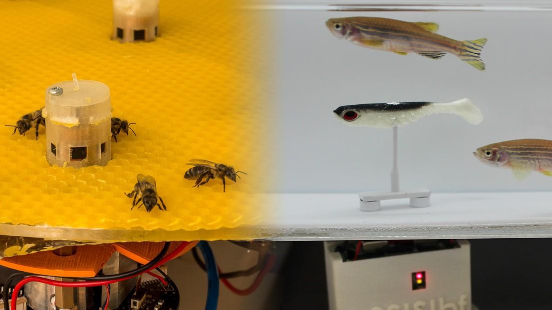 Des robots font dialoguer les poissons avec les abeilles. [EPFL]