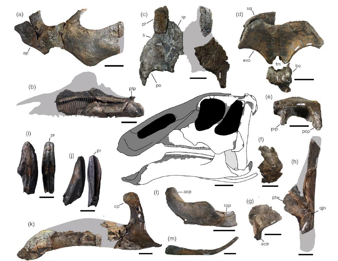 Les os crâniens du "Kamuysaurus japonicus". [Hokkaido University - Kobayashi Y., et al.]