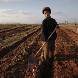 Un garçon travaille dans le champ d'un ferme collective en Corée du Nord. Photo prise en septembre 2011 durant une visite contrôlée par le gouvernement nord-coréen. [Reuters - Damir Sagolj]