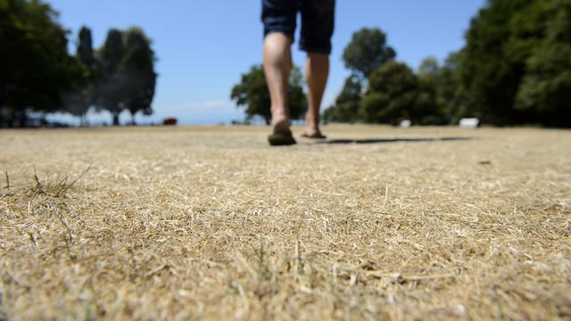 En 2019, la sécheresse due à la canicule a complètement brûlé l'herbe des parcs et des ga sécheresse due à la canicule a complètement brûlé l'herbe des parcs et des gazons. [Keystone - Jean-Christophe Bott]