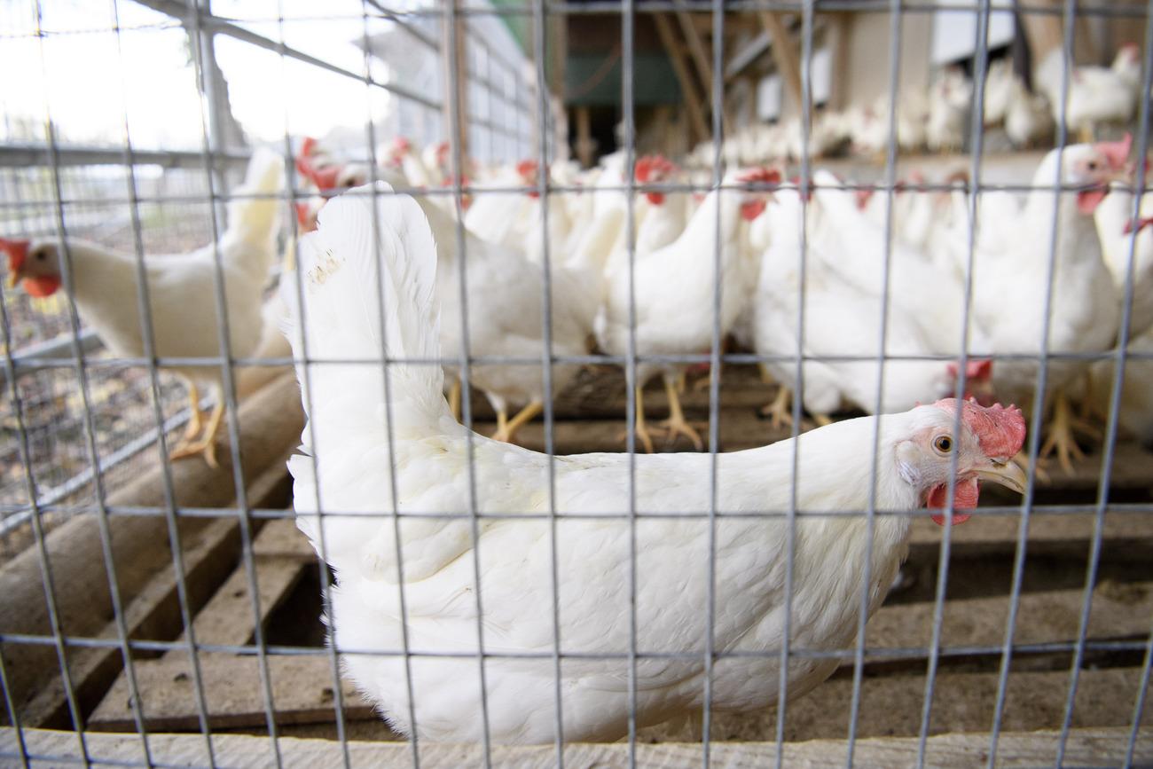 Des poules pondeuses dans une exploitation avicole à Daillens. [Keystone - Laurent Gillieron]