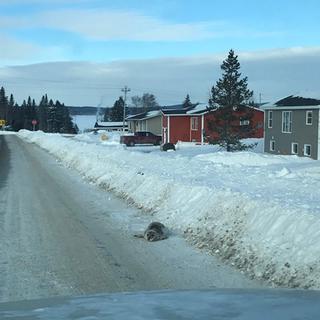 Un village canadien envahi par des phoques. [Brendon Fitzpatrick]