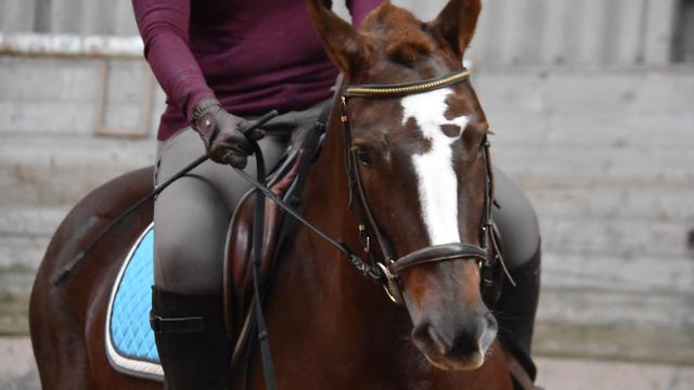 Une opération Franches-Montagnes en manège pour promouvoir la seule race chevaline indigène du pays. [RTS - Gaël Klein]