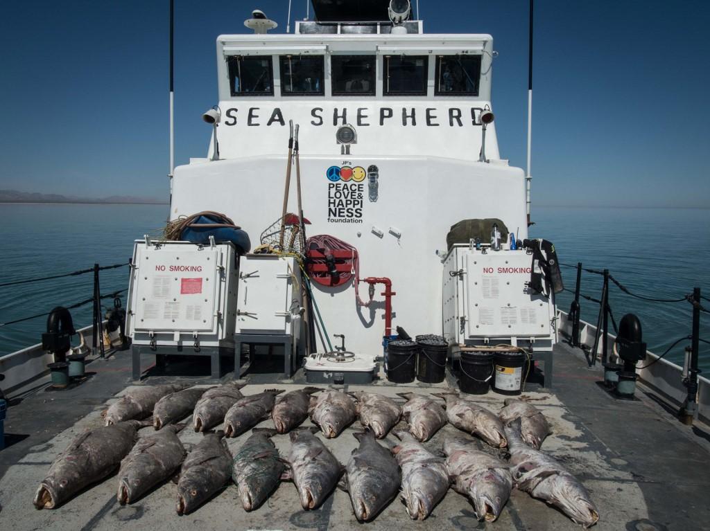 Des cadavres de totoabas retrouvés par l'ONG américaine Sea Shepherd Conservation Society. [AFP - HO]