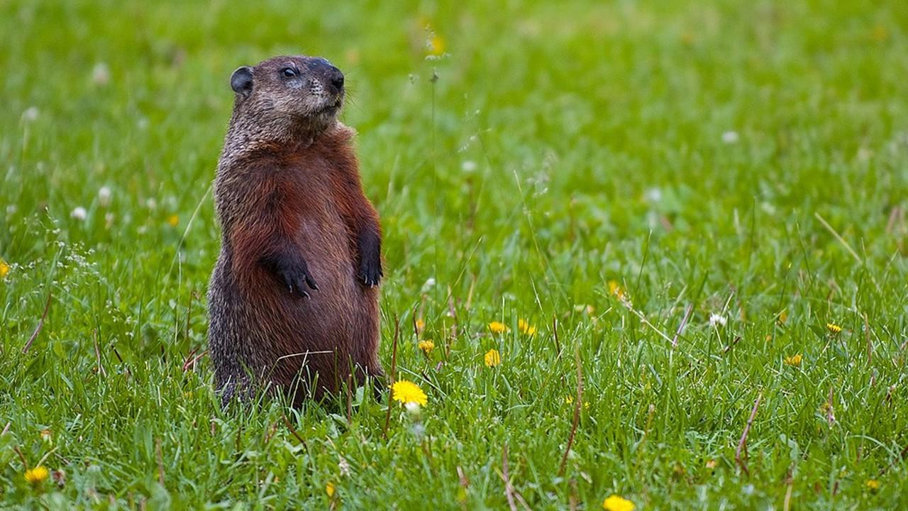Marmotte américaine [Wikipedia - April King]
