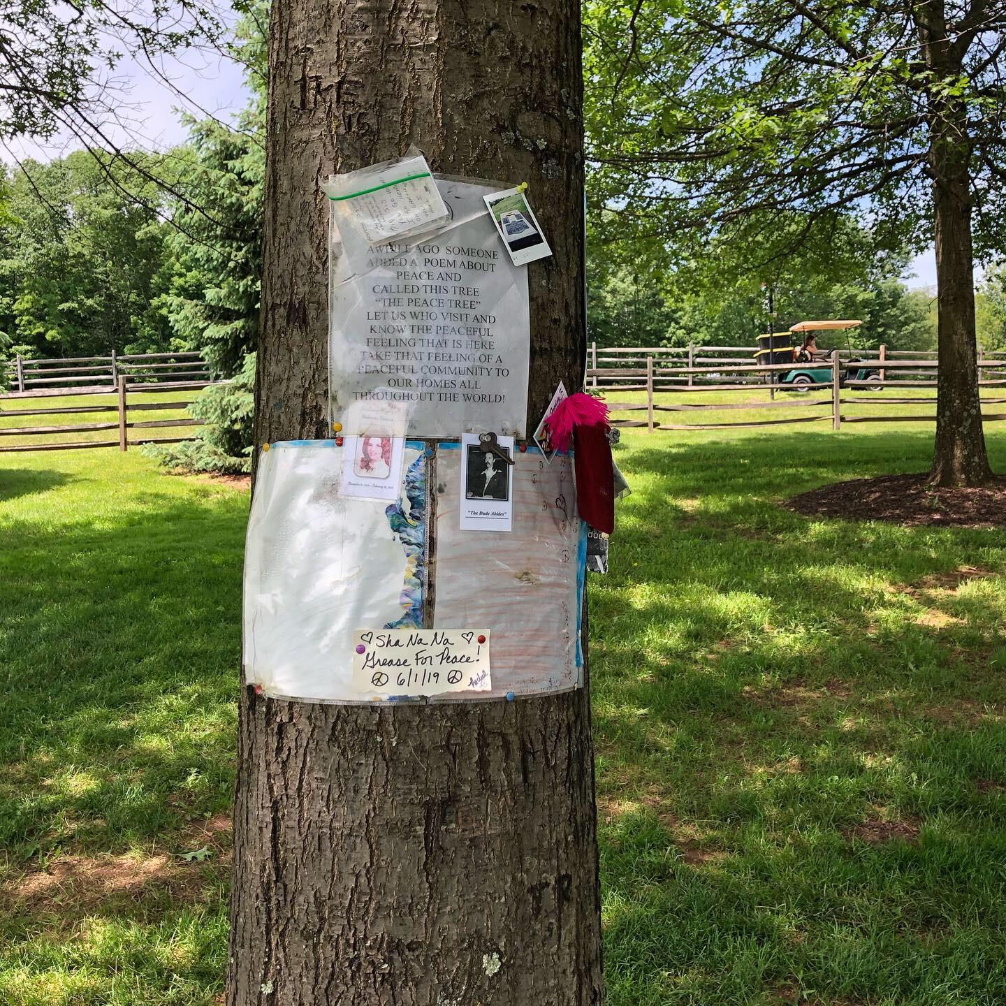 Un arbre dans lequel les touristes accrochent des messages sur le lieu du festival de Woodstock. [RTS - Raphael Grand]