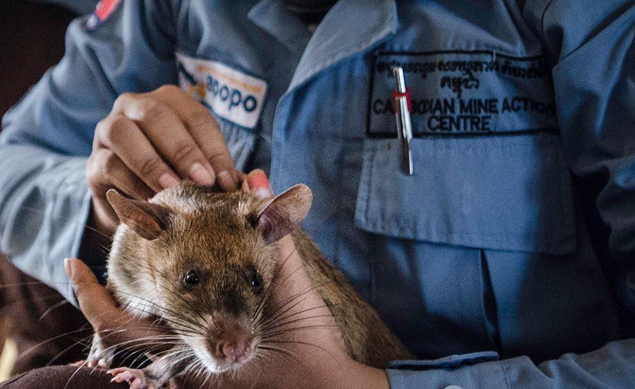 Un cricétome des savanes, aussi appelé rat de Gambie, formé par l'ONG Apopo, au Cambodge. [Apopo]