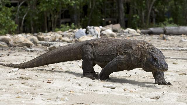 Les dragons de Komodo peuvent mesurer jusqu'à trois mètres de long. [Keystone - Made Nagi]