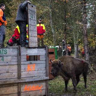 Disparu depuis huit siècles, le bison d’Europe est de retour en Suisse. [Keystone - Laurent Gillieron]