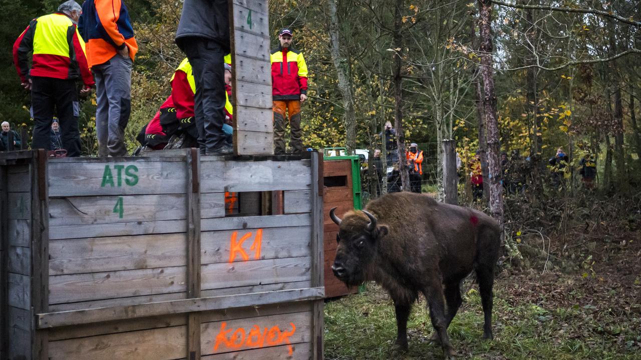 Disparu depuis huit siècles, le bison d’Europe est de retour en Suisse. [Keystone - Laurent Gillieron]