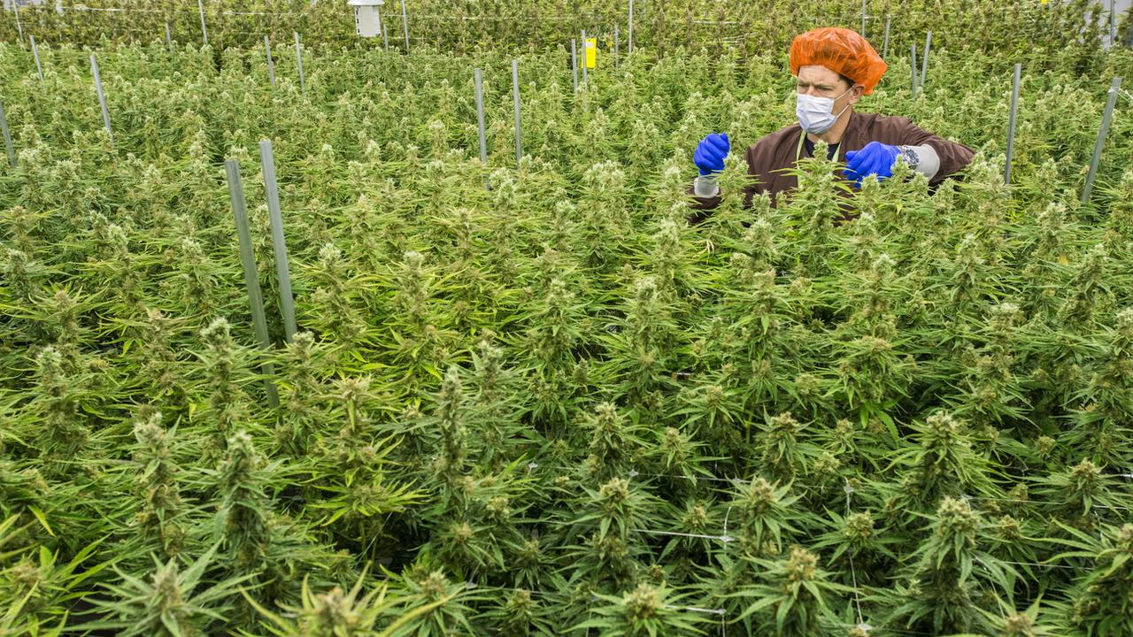 Darren Karasiuk, employé de MedReleaf, une entreprise productrice de cannabis médical, à Markham au Canada. [AFP - Warren Toda]