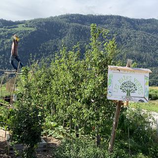 Le jardin d’insertion sociale des Mains Vertes en Valais. [RTS - Yves Terrani]