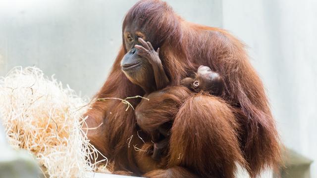 La petite Padma dans les bras de sa mère Maïa au Zoo de Bâle.
Zoo Basel [Zoo Basel]