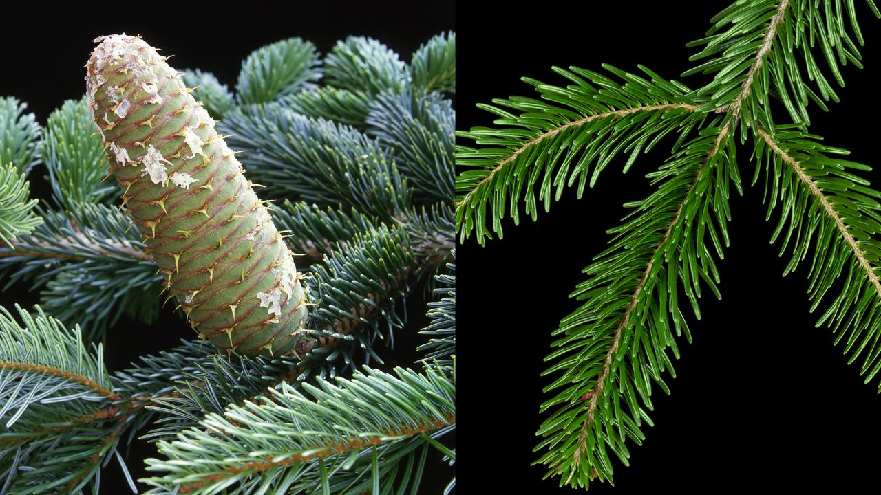 Une pive de sapin blanc et une branche. [Furian - Depositphotos (image de droite) - Viard M - HorizonFeatures- Leemage - AFP (image de gauche)]