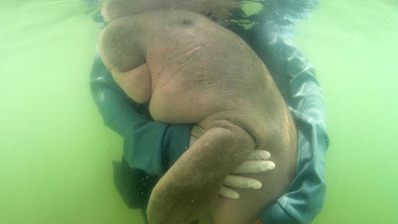 La petite orpheline dugong, baptisée Mariam, a été retrouvée échouée sur une plage en mai, âgée de seulement six mois alors que le sevrage intervient généralement à 18 mois. [Keystone - Sirachai Arunrugstichai via AP]