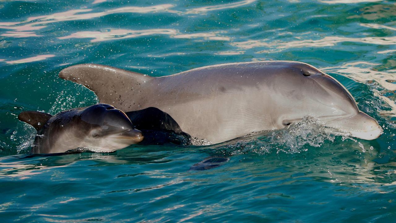 Deux chercheuses américaines se sont intéressées à la jouissance chez les femelles dauphins. [keystone - Lionel Cironneau]