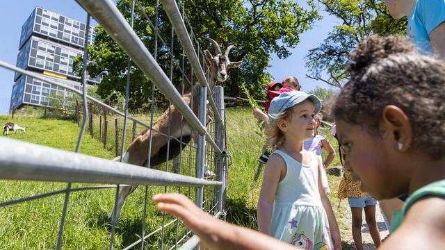 Des citadins rendent visite à des chèvres de la ferme du Lignon, à Genève, à l'occasion des "portes ouvertes à la ferme". [Keystone - Martial Trezzini]