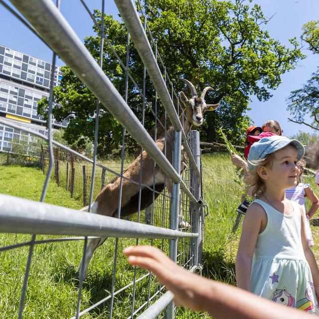 Des citadins rendent visite à des chèvres de la ferme du Lignon, à Genève, à l'occasion des "portes ouvertes à la ferme". [Keystone - Martial Trezzini]