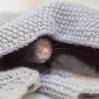 Les rats sont capables d'apprendre à jouer à cache-cache.
borisenkoket88
Depositphotos [borisenkoket88]