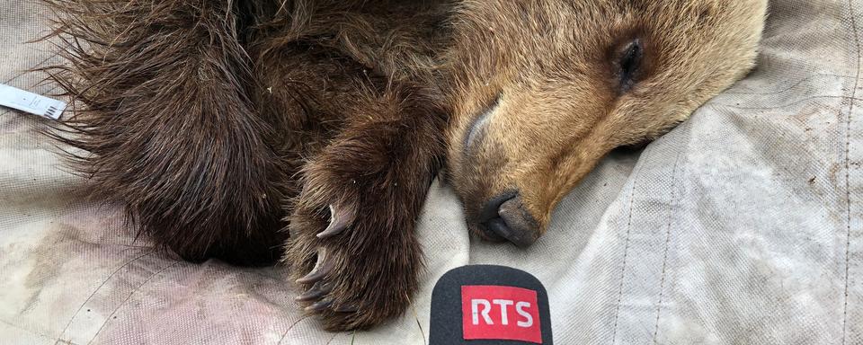 Un ours brun au micro de Bastien Confino.
Bastien Confino
RTS [Bastien Confino]