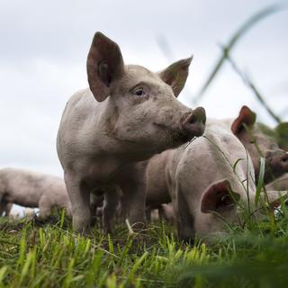 Un élevage de porcs. [Keystone - Melanie Duchene]