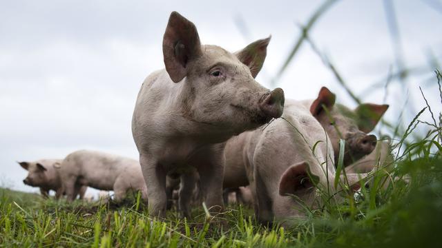 Un élevage de porcs. [Keystone - Melanie Duchene]