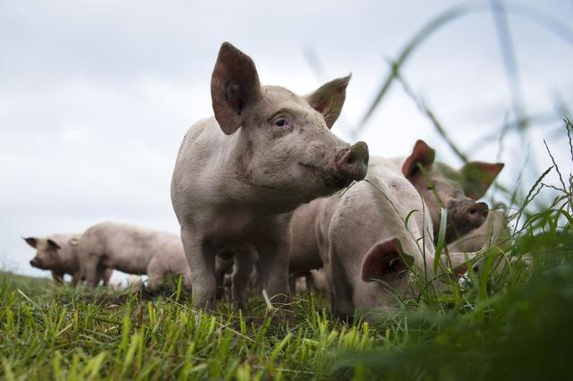 Un élevage de porcs. [Keystone - Melanie Duchene]